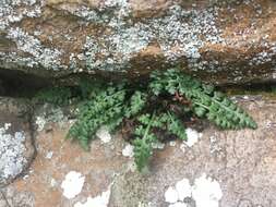 Image of spleenwort