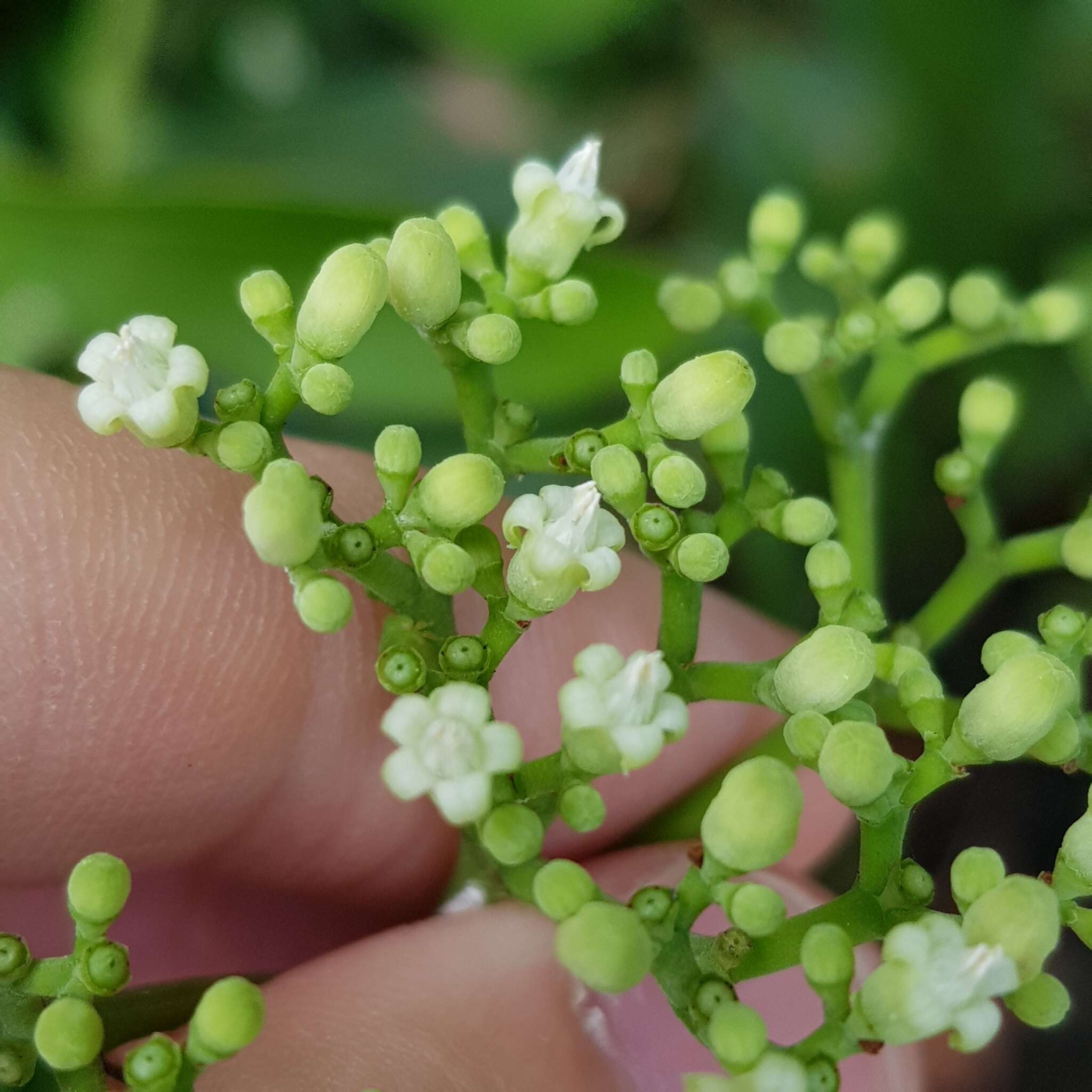 Psychotria polycarpa (Miq.) Hook. fil.的圖片