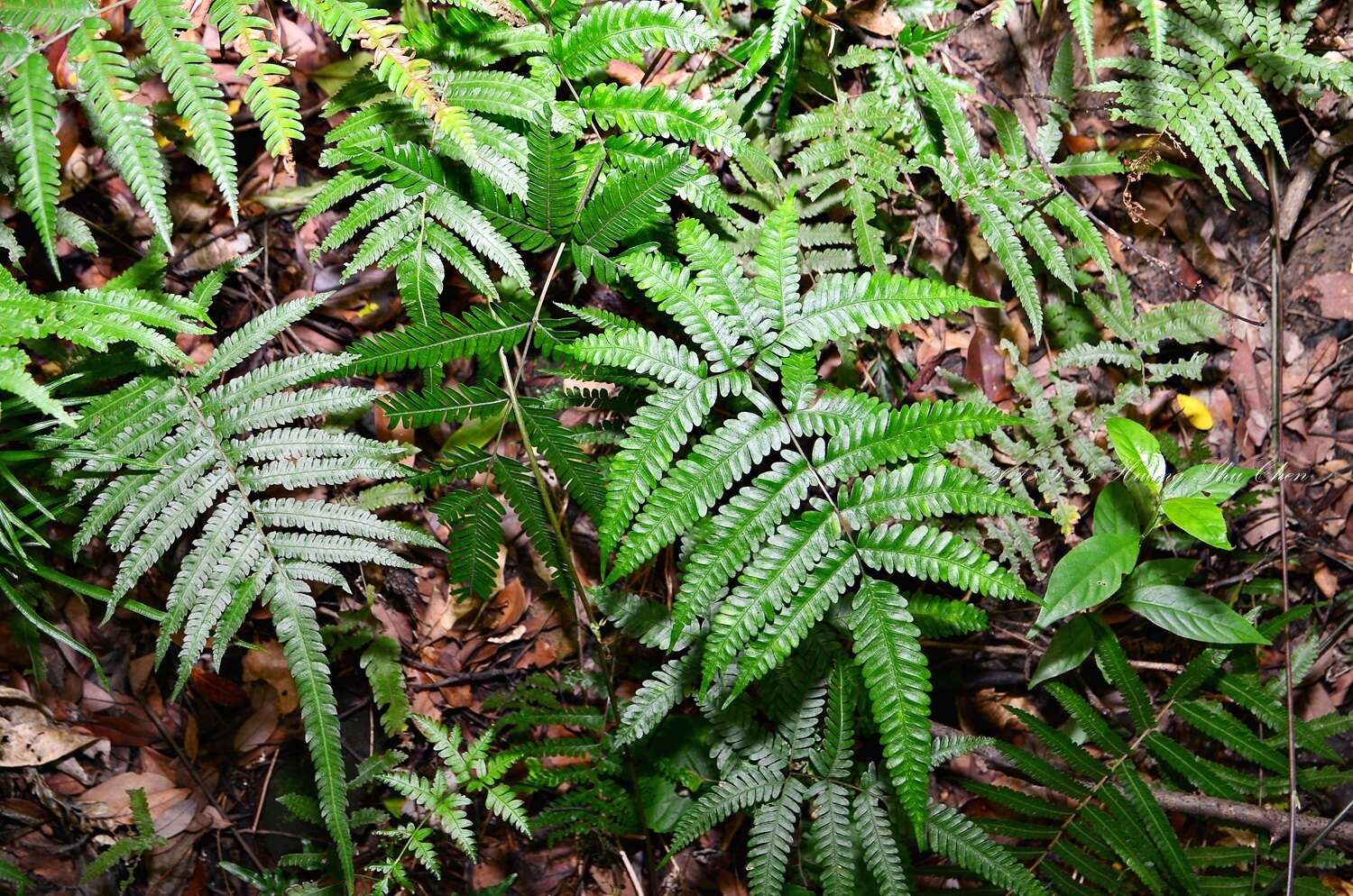 Sivun Pteris setulosocostulata Hayata kuva