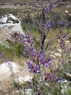 Image of Salvia albicaulis Benth.