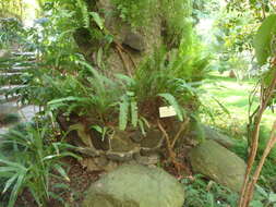 Image of Boston swordfern