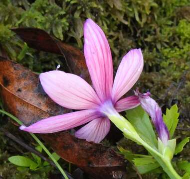 Image of Geissorhiza outeniquensis Goldblatt