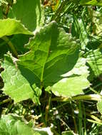 Image of Ligularia sibirica (L.) Cass.