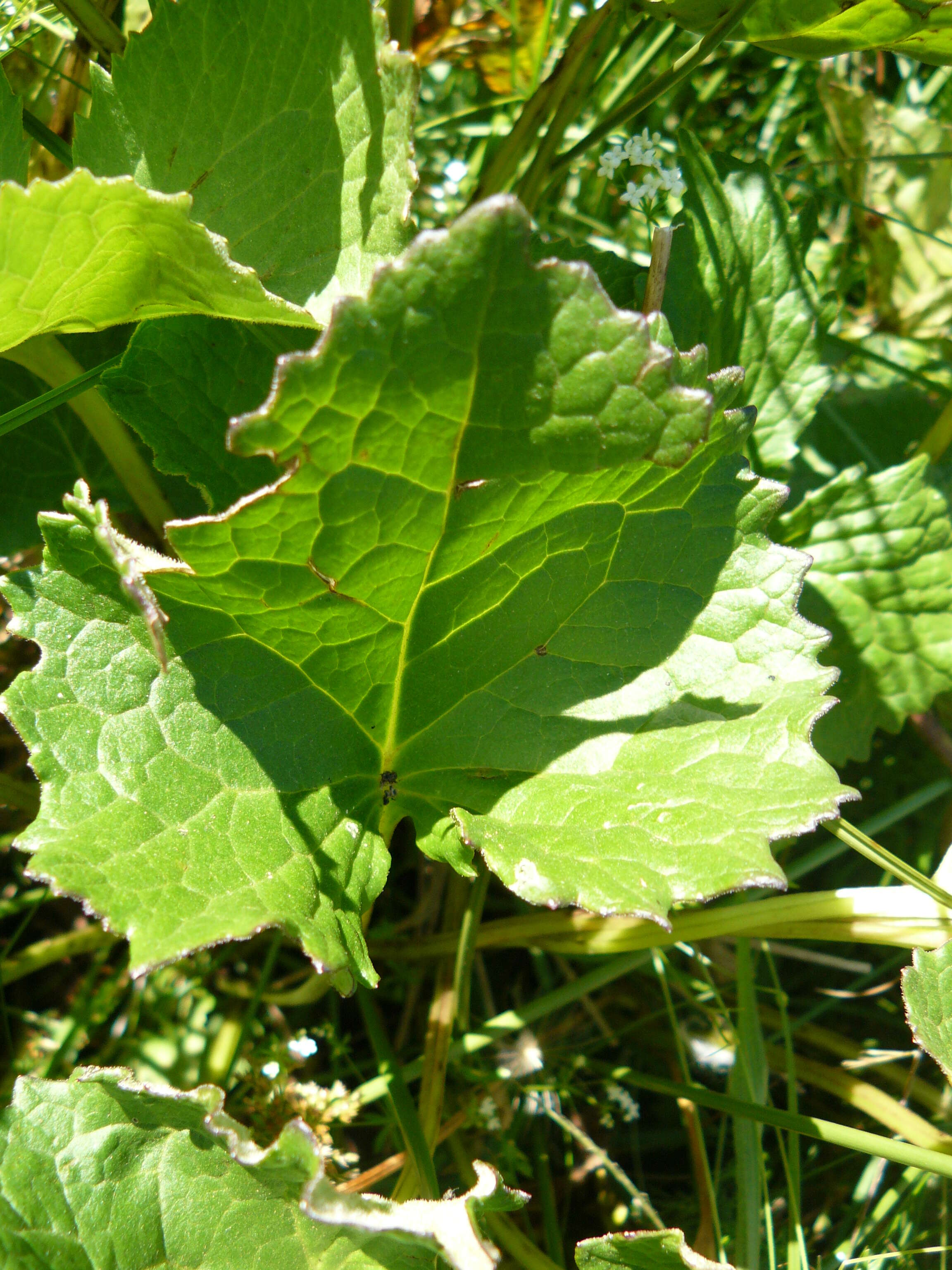 Image of Ligularia sibirica (L.) Cass.