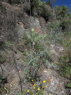 Imagem de Dalea bicolor var. canescens (M. Martens & Galeotti) Barneby