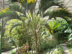 Image of Curly Palm