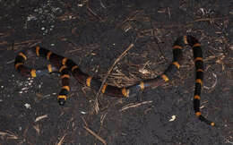 Image of Texas Coral Snake