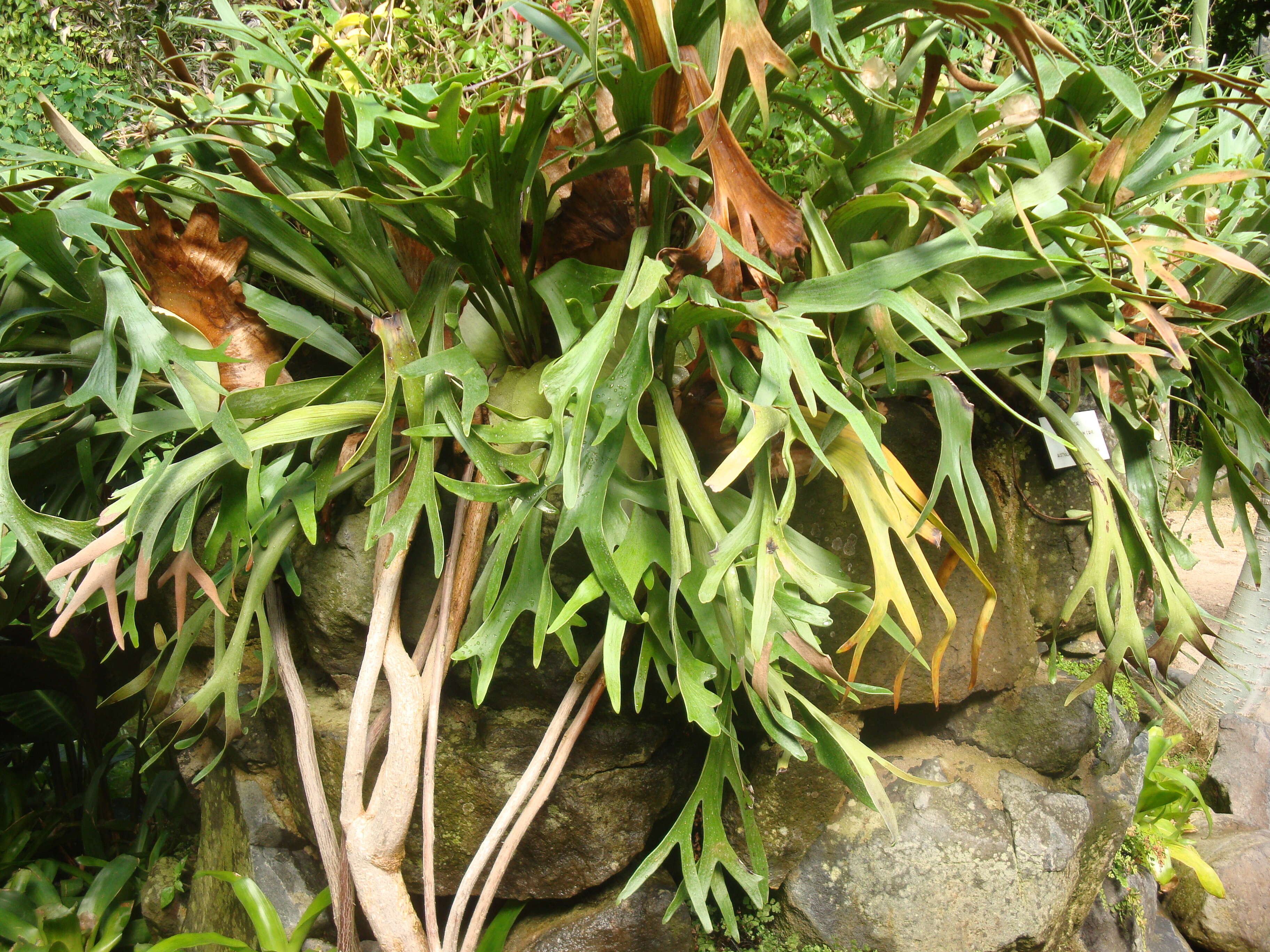 Image of elkhorn fern