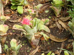Image of urnplant