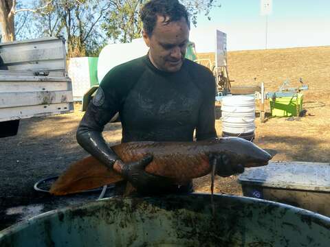 Image of Australian lungfish