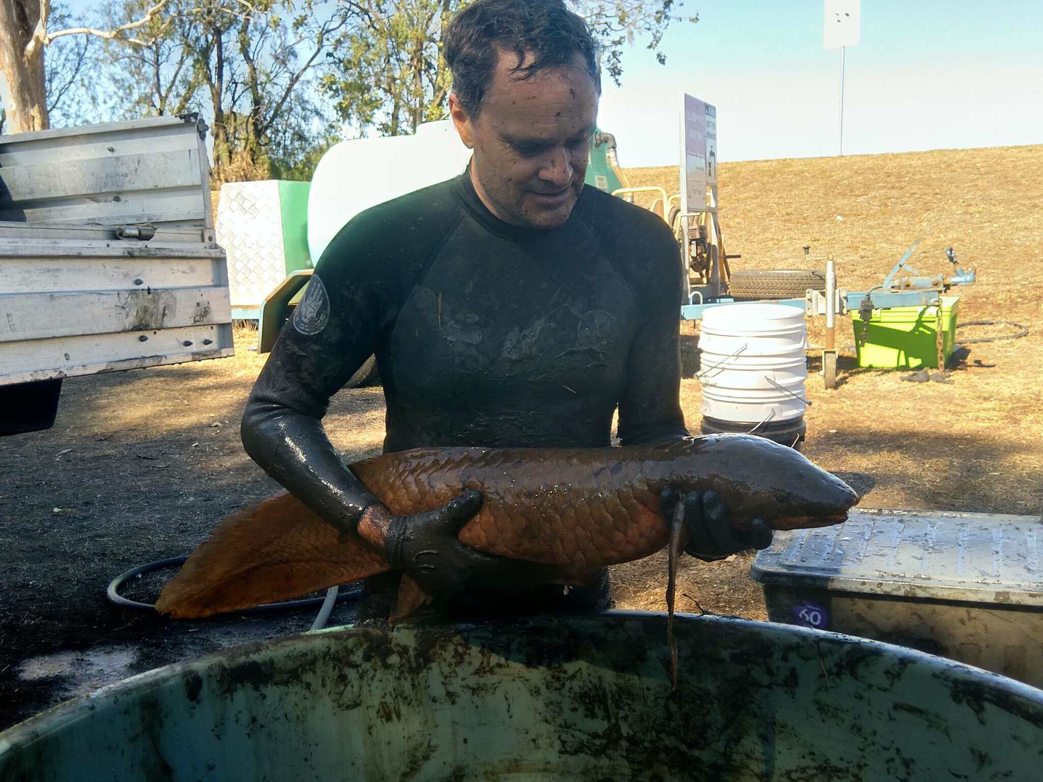 Image of Australian lungfish