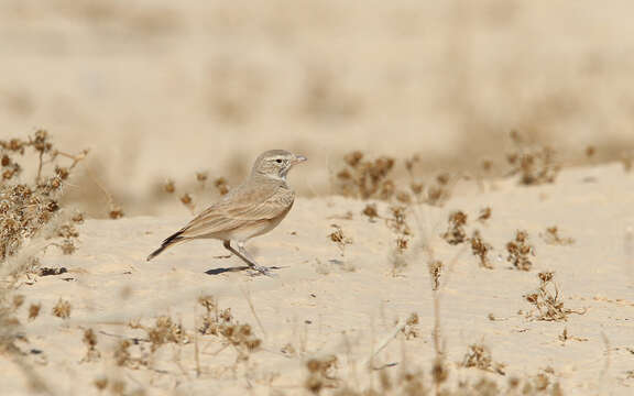 Image of Bar-tailed Desert Lark