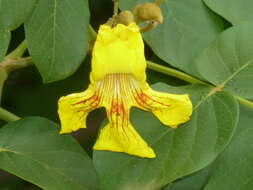 Image of Golden bean tree