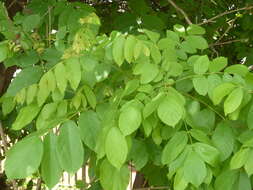 Image of Golden bean tree