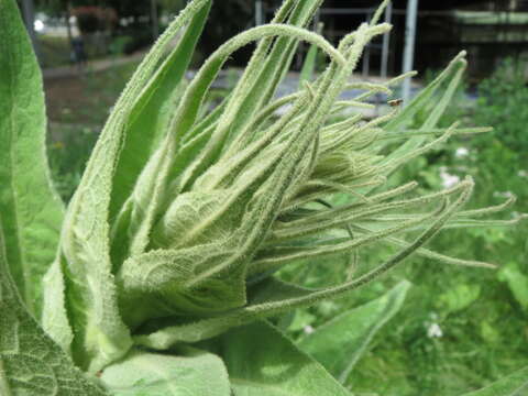 Image of Great Mullein