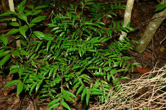 Image of Xylopia brasiliensis Spreng.