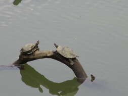 Image of Assam Roofed Turtle