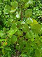 Sivun Rubus ellipticus var. obcordatus (Franch.) Focke kuva