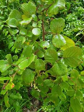 Image of yellow Himalayan raspberry