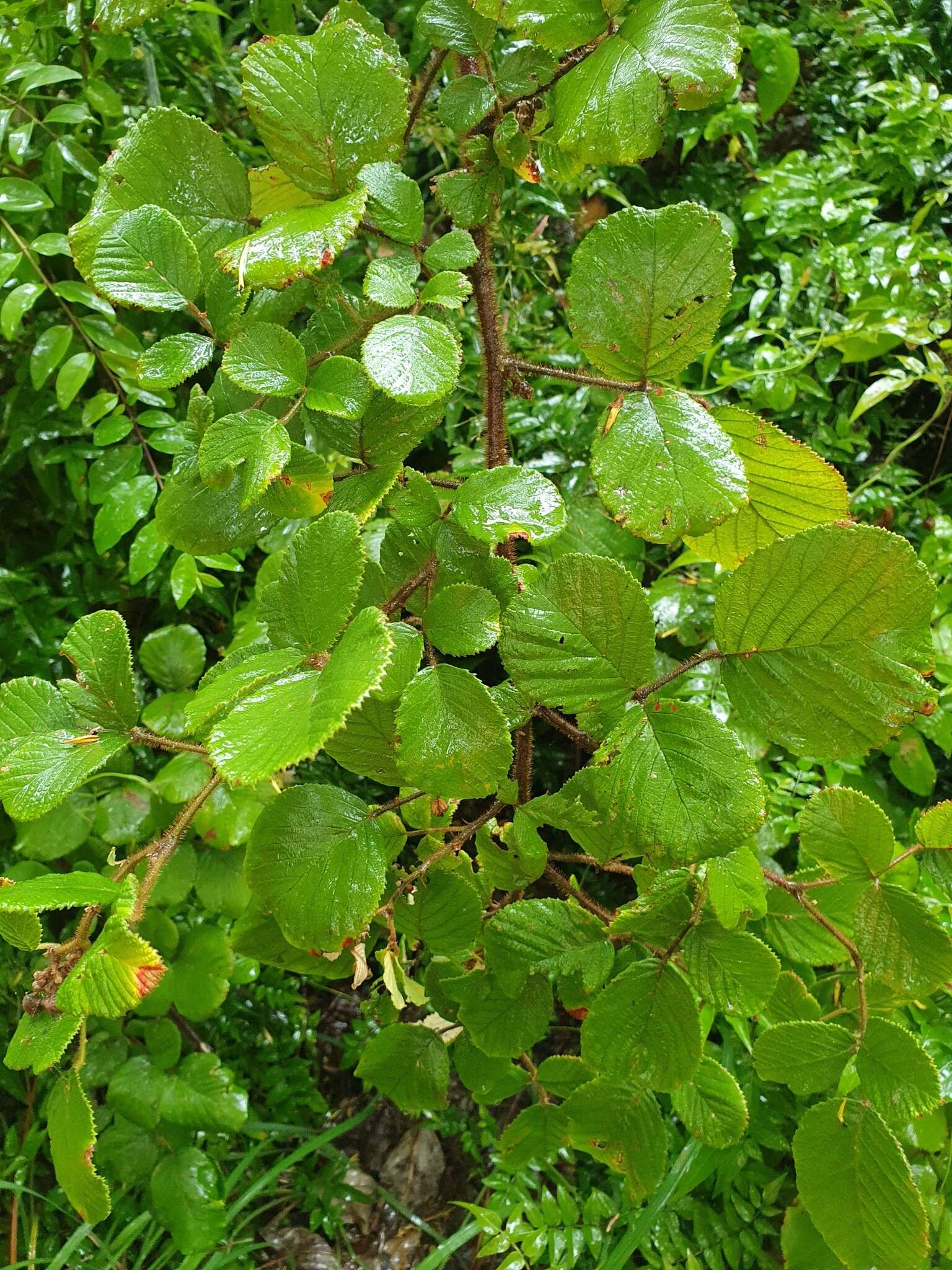 Sivun Rubus ellipticus var. obcordatus (Franch.) Focke kuva