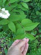 Image of fuzzy pride-of-Rochester