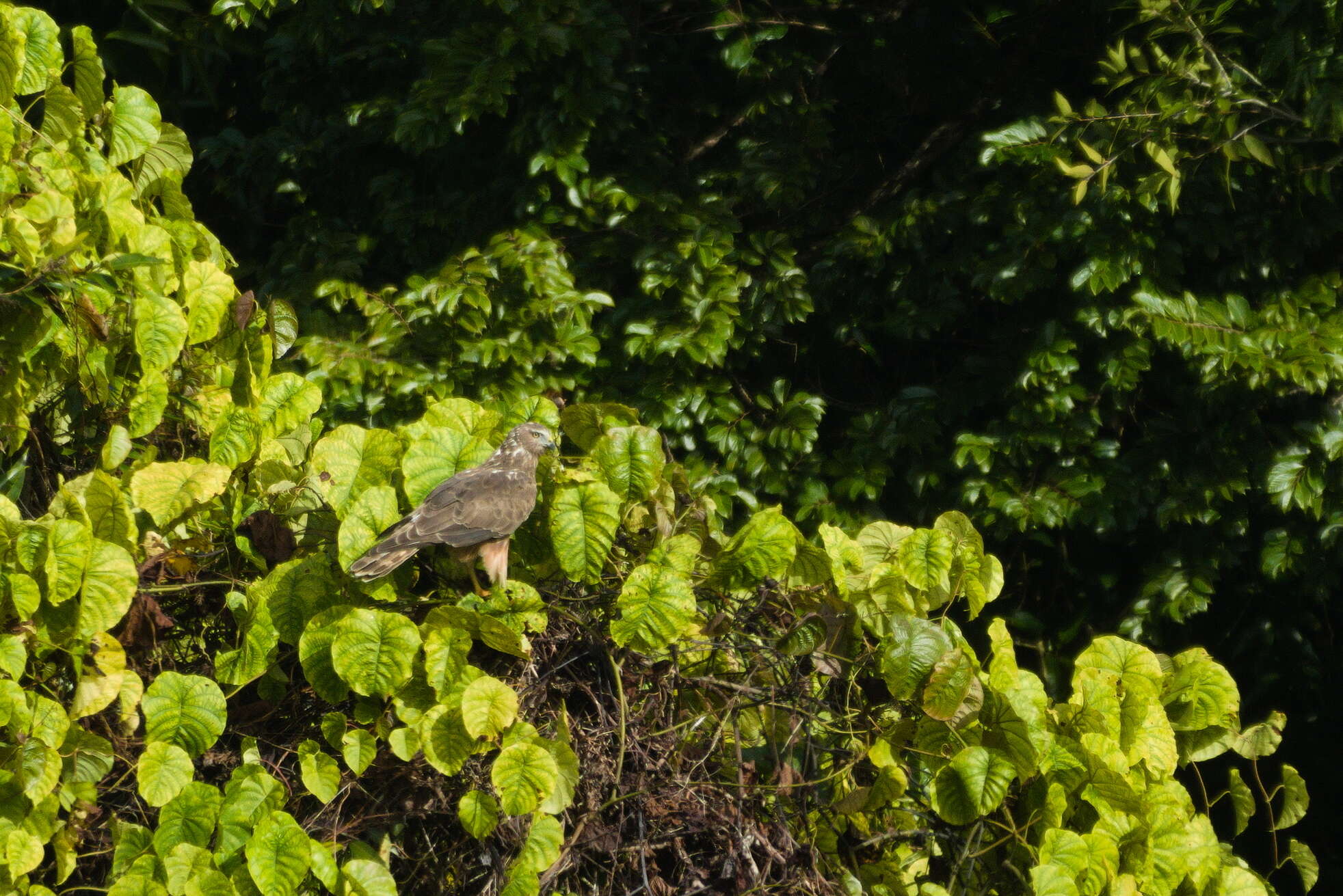 Image of Reunion Harrier