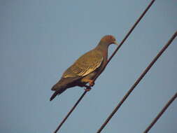 Image of Picazuro Pigeon