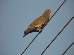 Image of Picazuro Pigeon