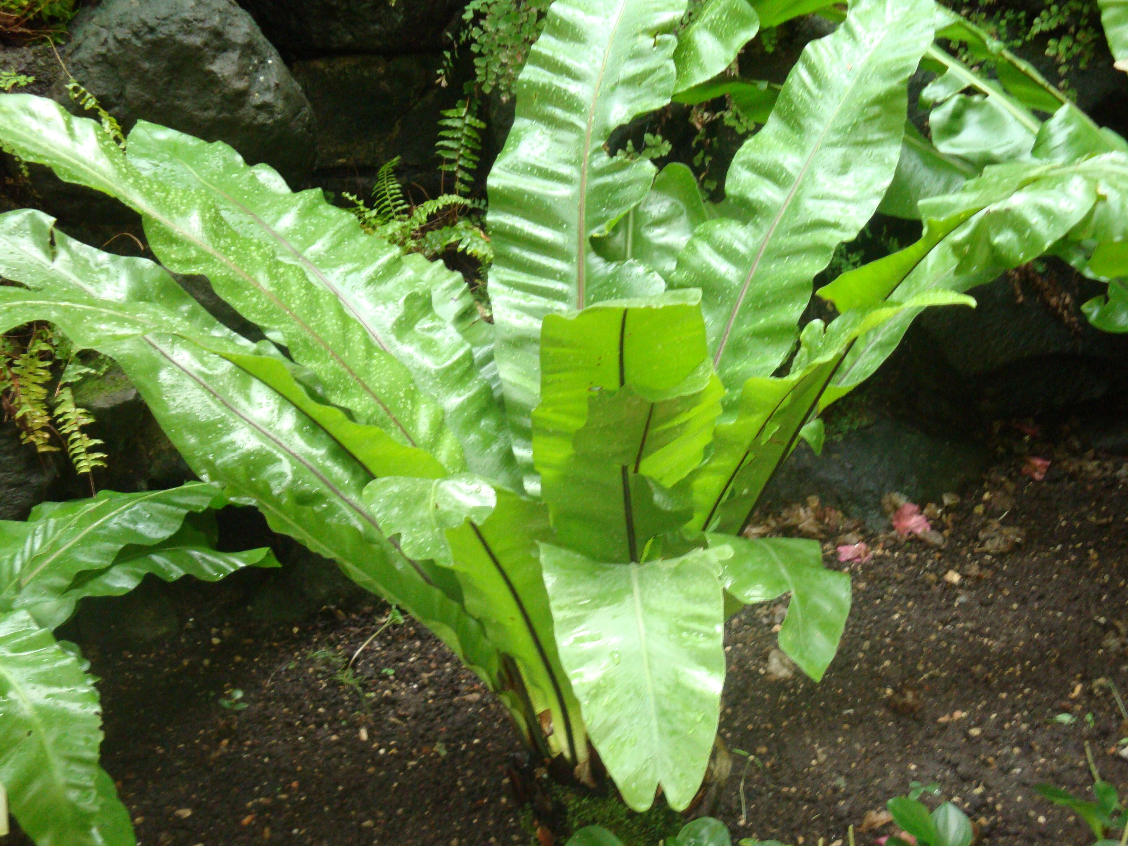 Слика од Asplenium nidus L.