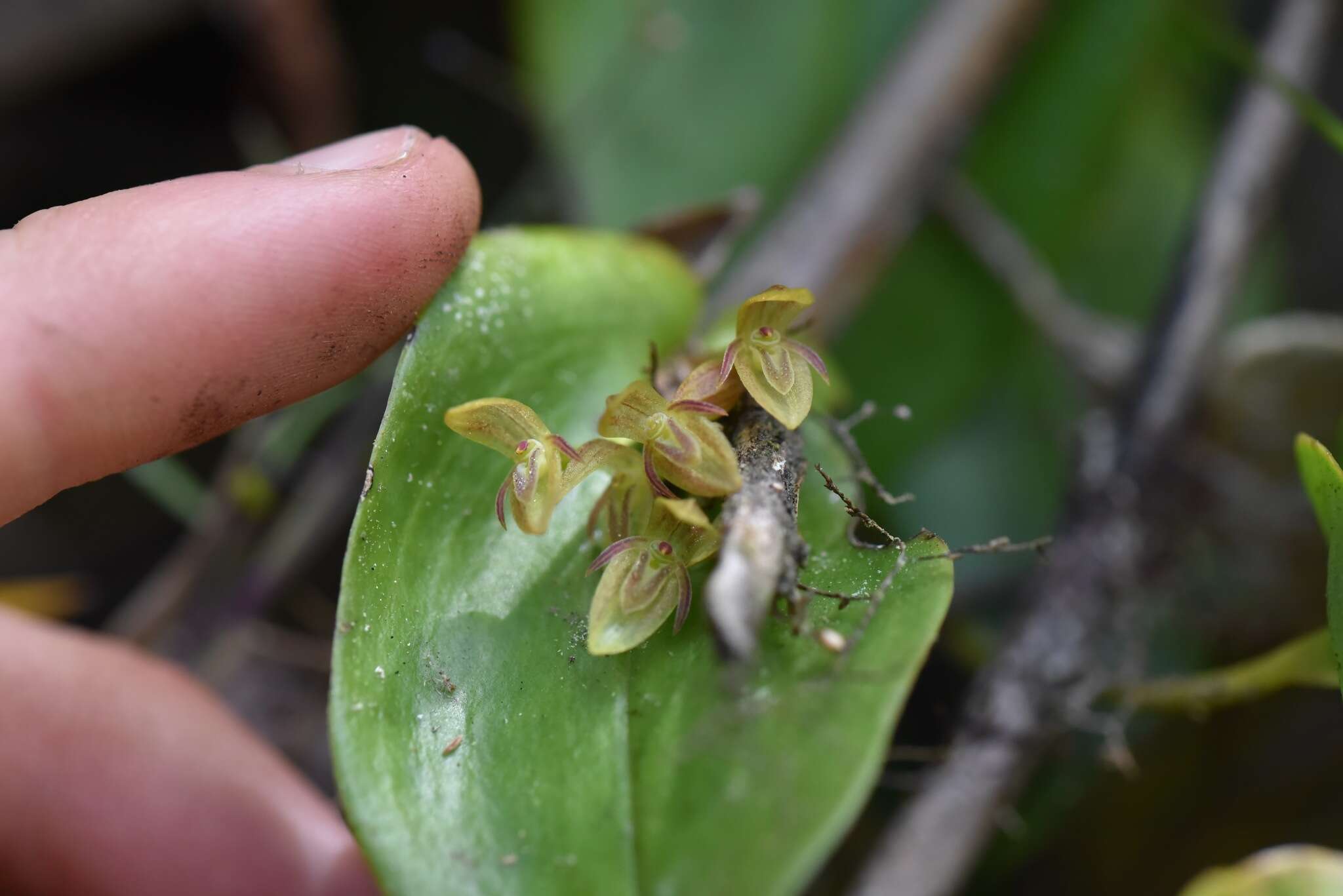 Image of Pleurothallis matudana C. Schweinf.