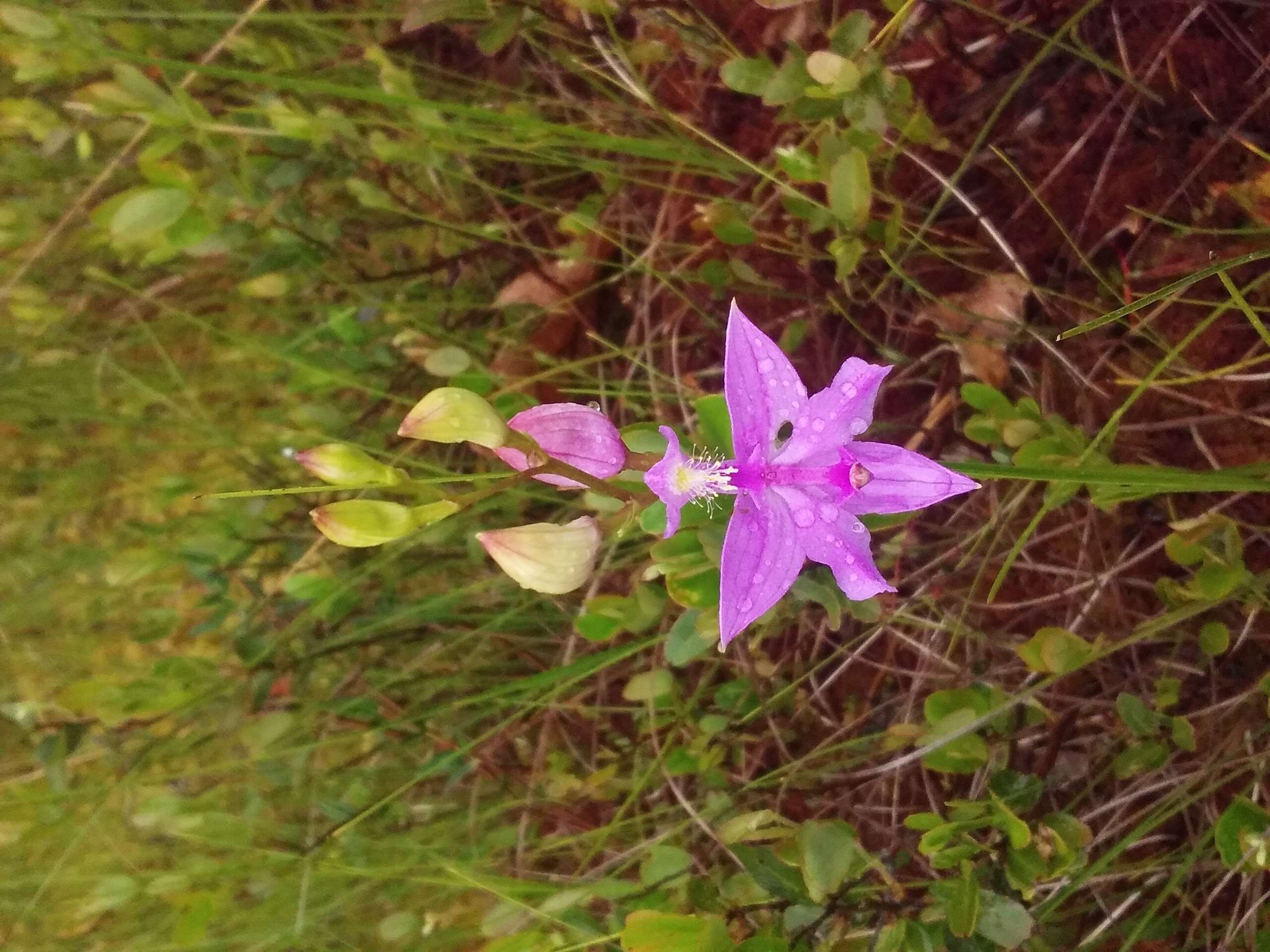 Image of tuberous grasspink