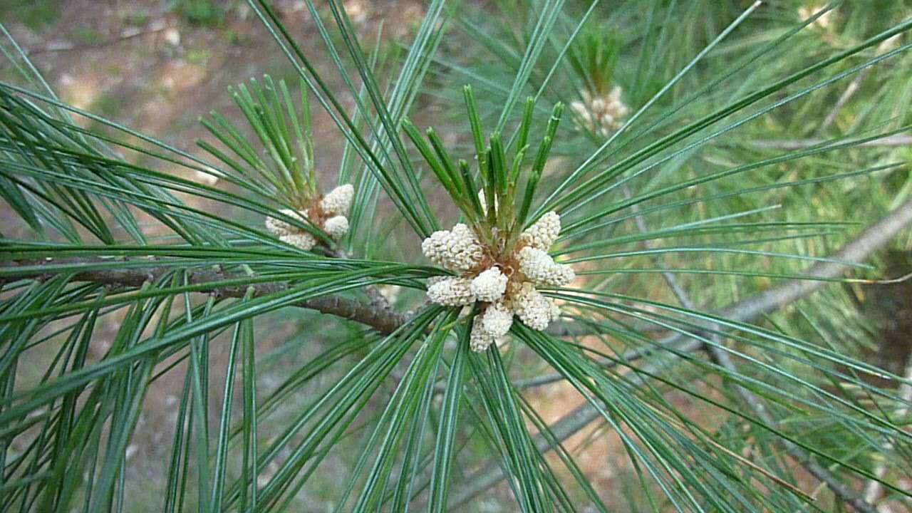 Image of eastern white pine