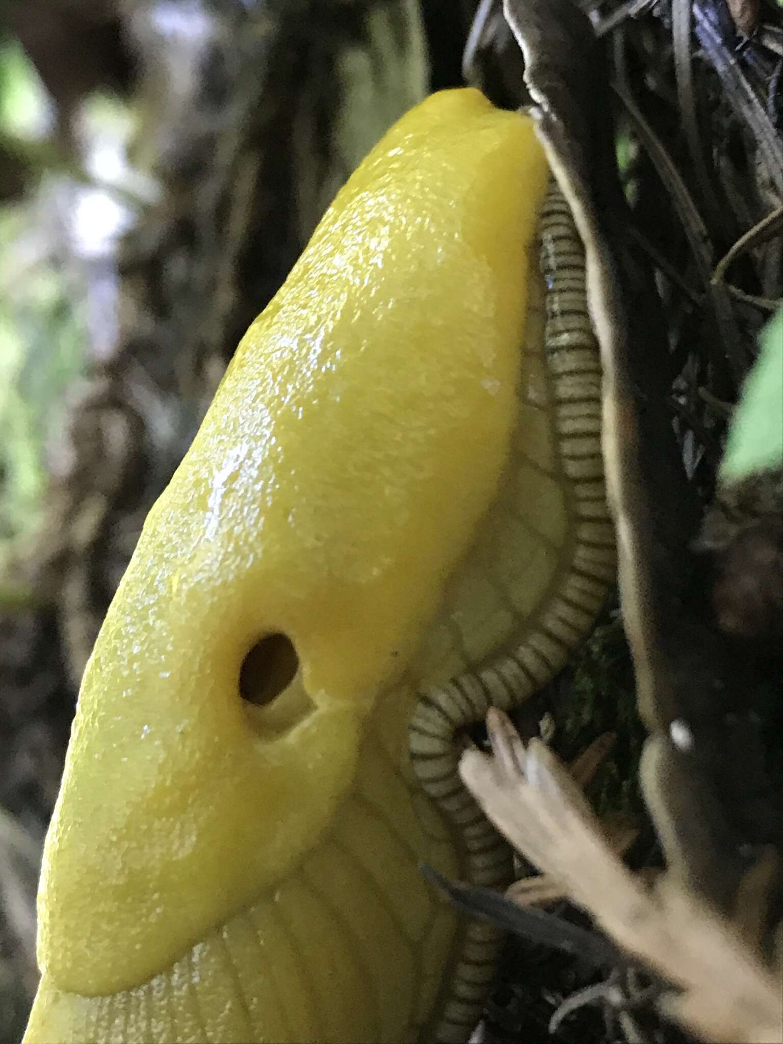 Image of California Banana Slug