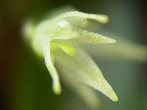 Image of Anathallis aristulata (Lindl.) Luer