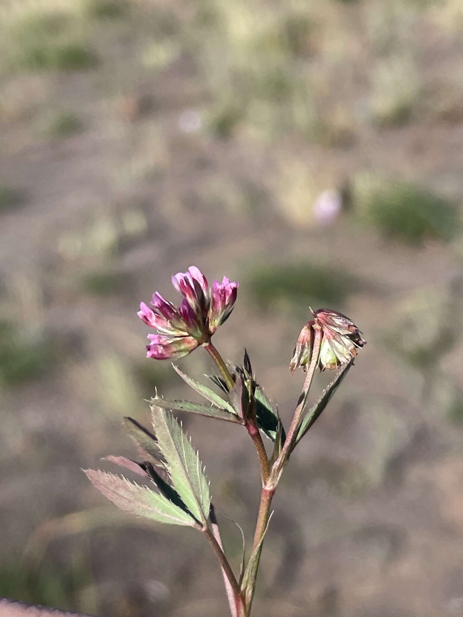 Слика од Trifolium gracilentum var. palmeri (S. Watson) McDermott