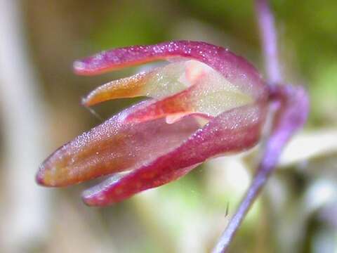 Image of Anathallis graveolens (Pabst) F. Barros