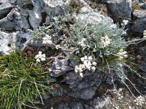 Achillea clavennae L. resmi