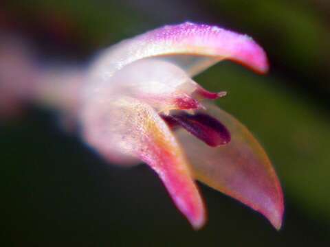 Image of Anathallis microphyta (Barb. Rodr.) C. O. Azevedo & Van den Berg