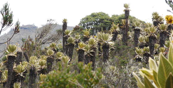 Espeletia frontinoensis J. Cuatrec. resmi