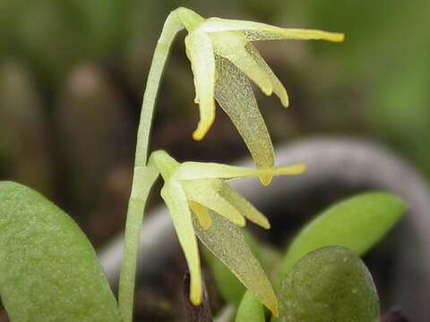 Imagem de Anathallis ourobranquensis Campacci & Menini