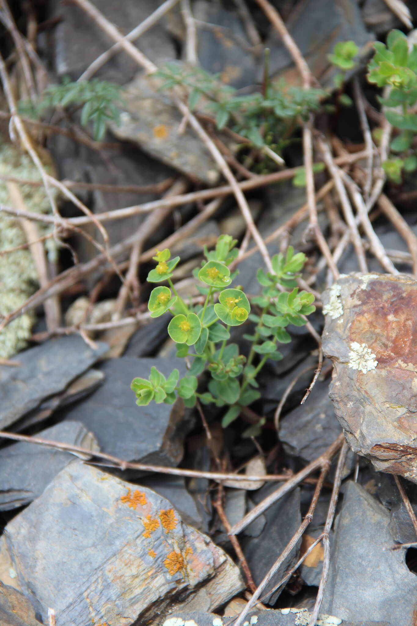 Image of Euphorbia buschiana Grossh.