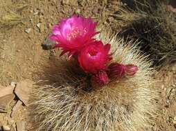 Imagem de Echinopsis tarijensis (Vaupel) H. Friedrich & G. D. Rowley