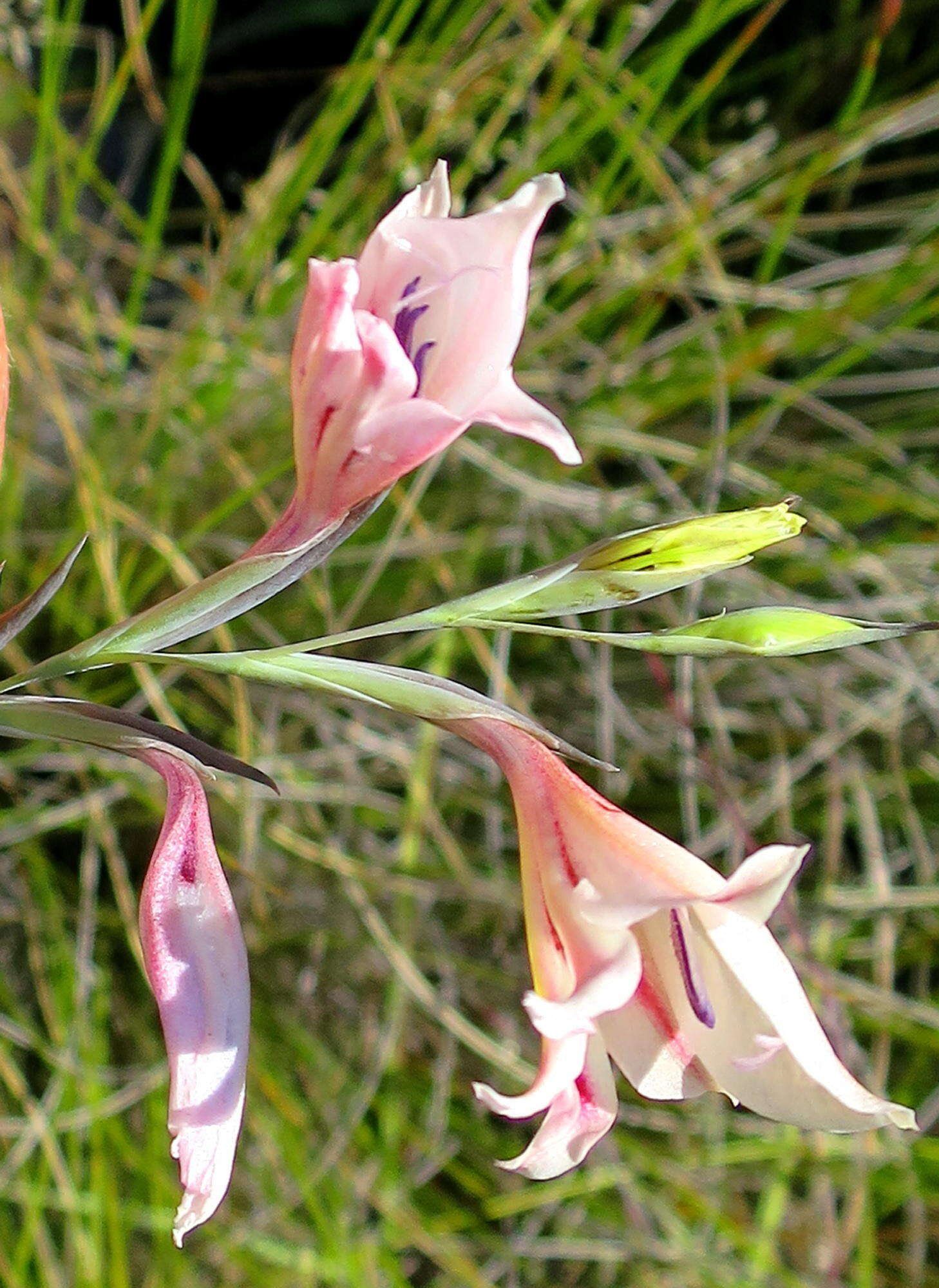 Plancia ëd Gladiolus nigromontanus Goldblatt