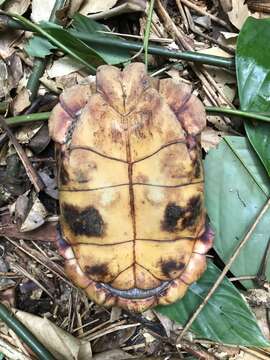 Image of Common Tortoise