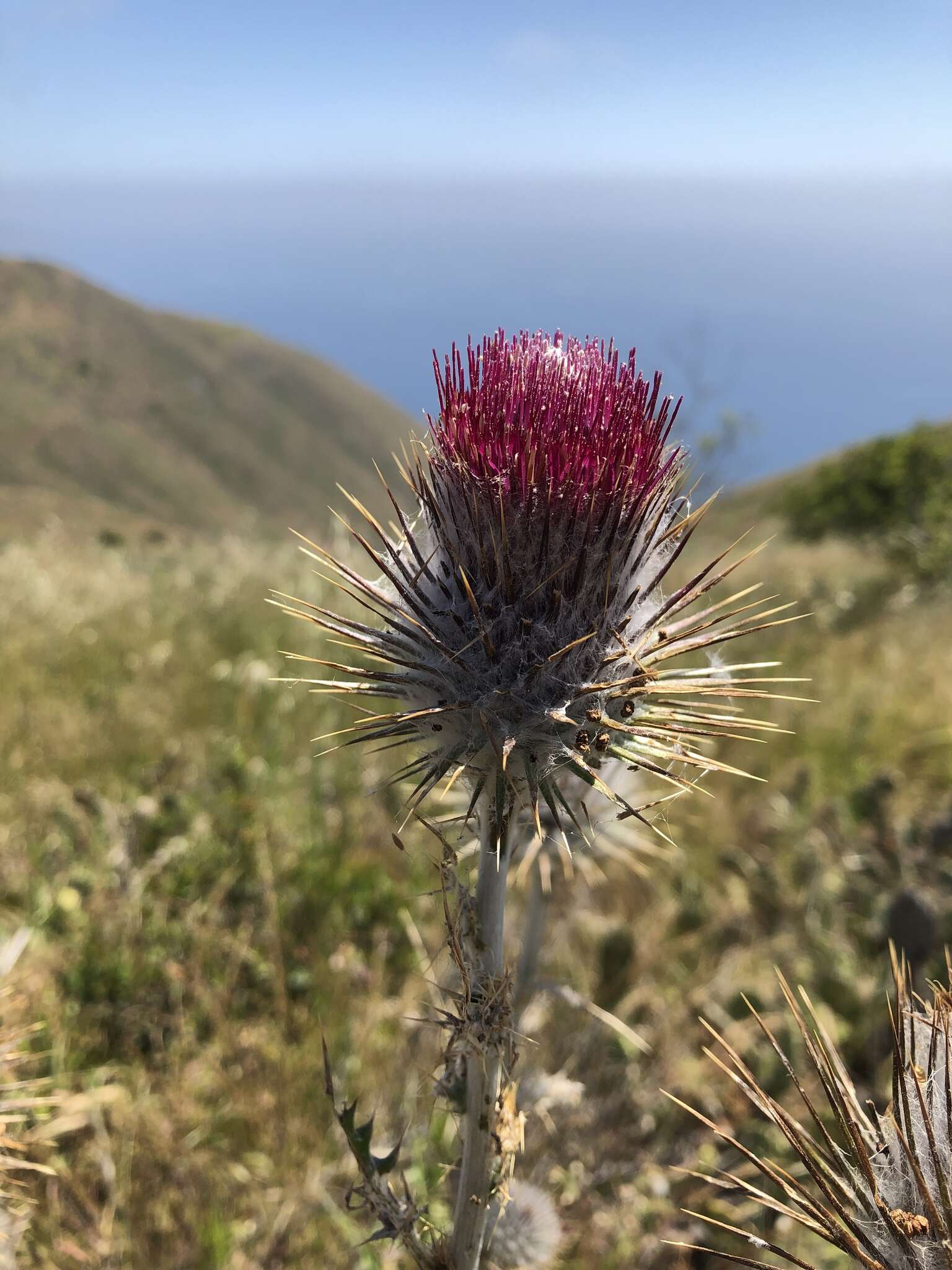 Imagem de Cirsium occidentale var. occidentale