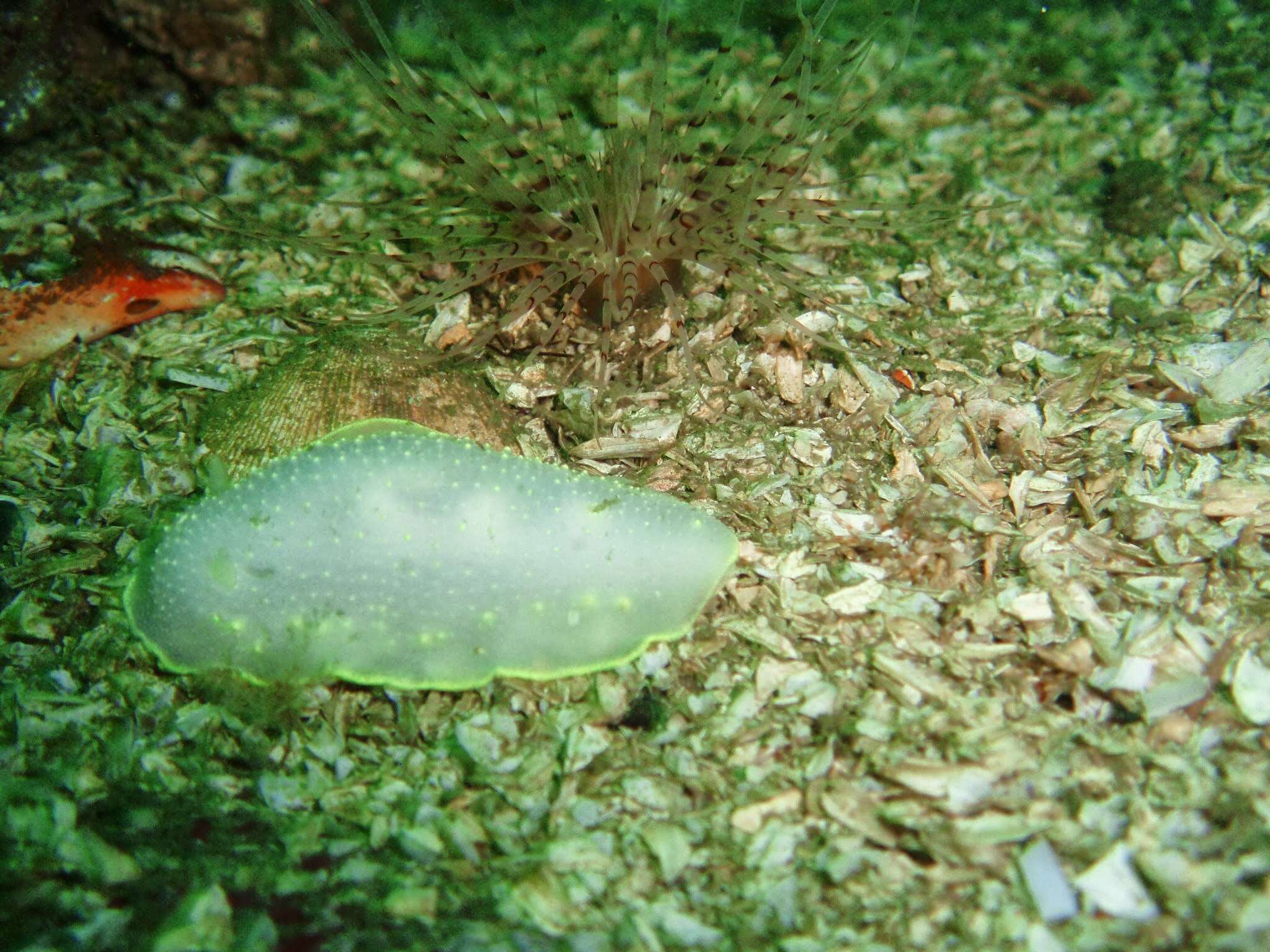 Image of Cadlina klasmalmbergi Korshunova, Fletcher, Picton, Lundin, Kashio, N. Sanamyan, K. Sanamyan, Padula, Schrödl & Martynov 2020