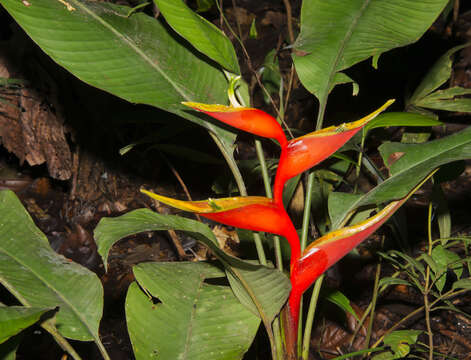 Image of Dwarf Jamaican Heliconia