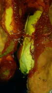 Image of yellow tylodina