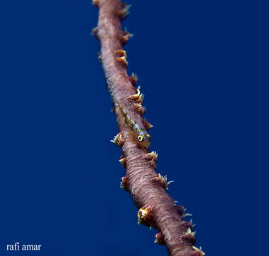 Image of Whip coral goby