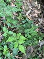 Image de Astilbe longicarpa (Hayata) Hayata